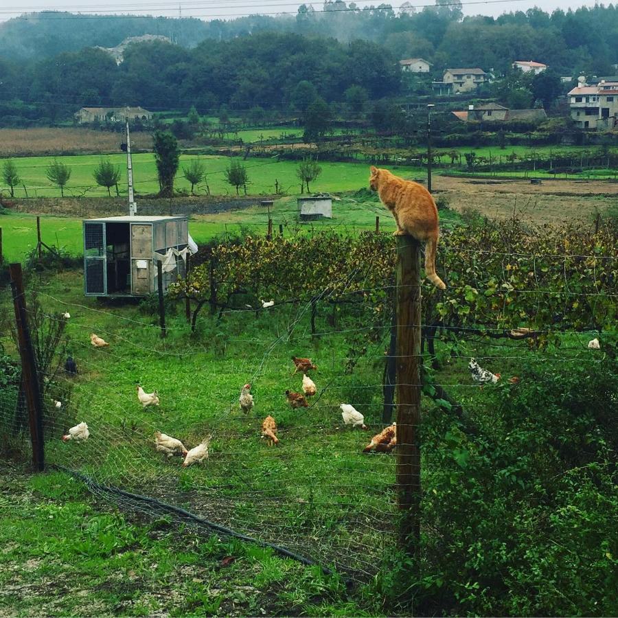 Вилла Quinta Do Pinheiro Гимарайнш Экстерьер фото